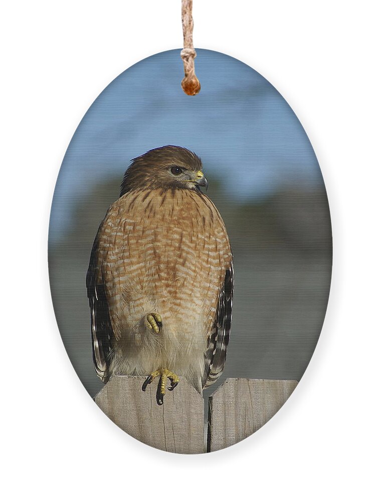  Ornament featuring the photograph Chilling Hawk by Heather E Harman
