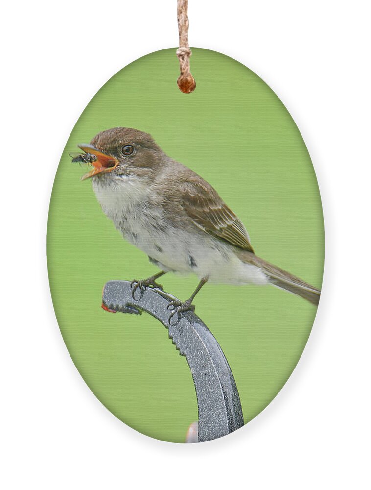 Bird Eating Fly Ornament featuring the photograph Chomp by Michelle Wittensoldner