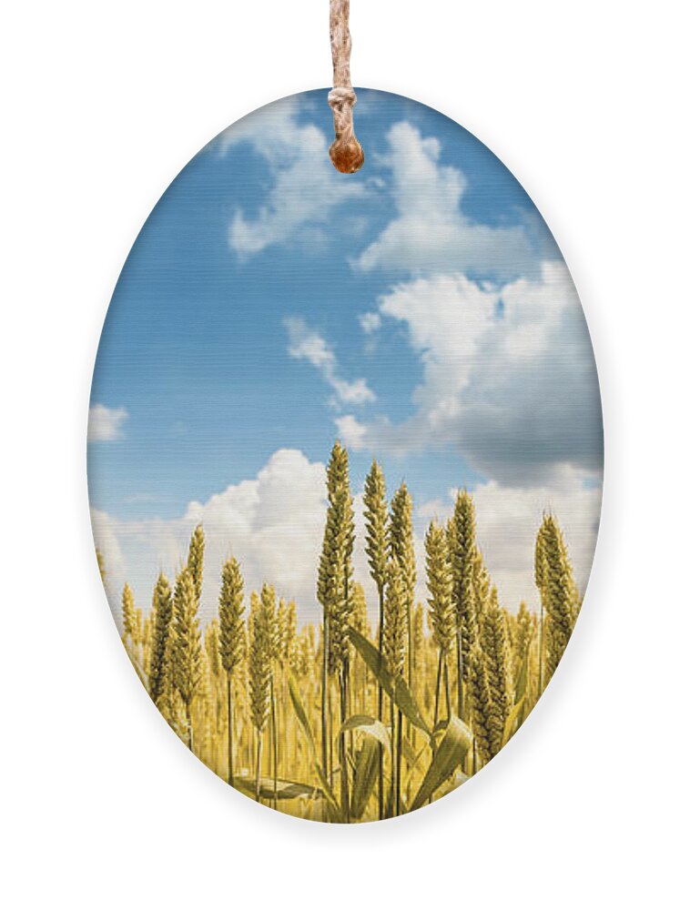 Wheat Ornament featuring the photograph Closeup of golden wheat ears in field in summer season by Jelena Jovanovic