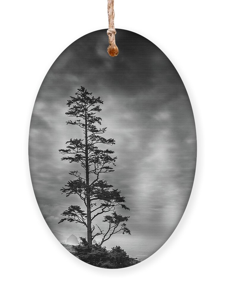 Coastal Pine Ornament featuring the photograph Coastal Pine by David Patterson
