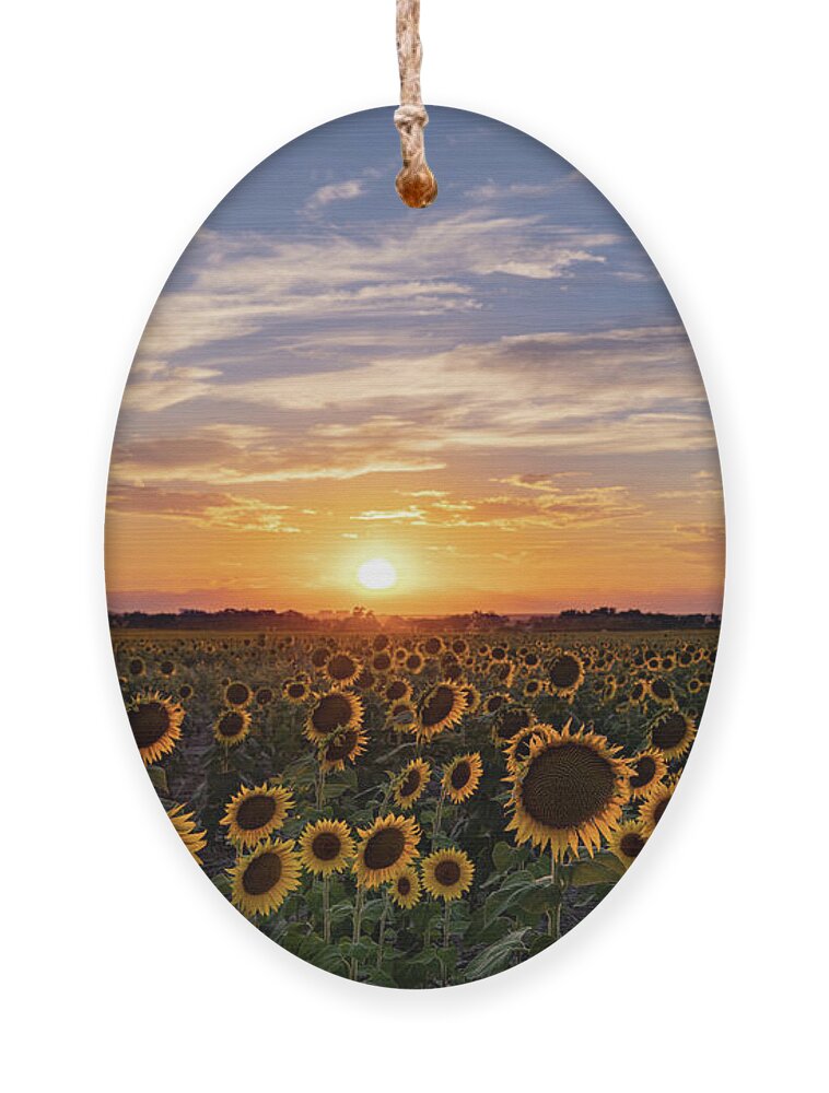 Sunset Ornament featuring the photograph Colorado Sunflower Field at Sunset by Phillip Rubino