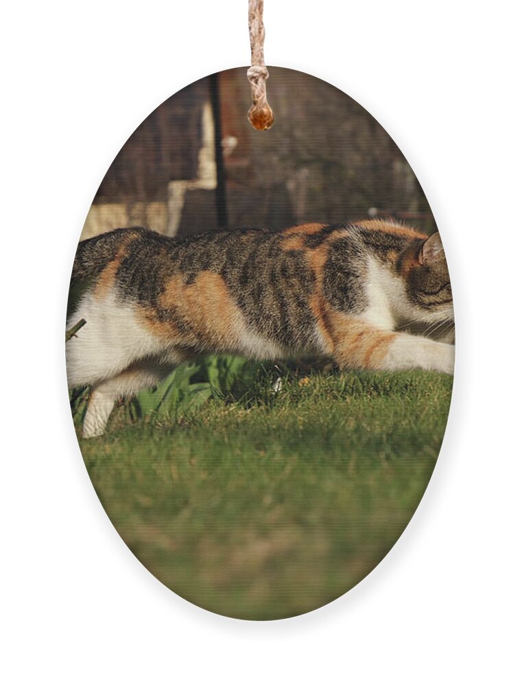 Liza Ornament featuring the photograph Colored domestic cat jumps over bed of roses by Vaclav Sonnek