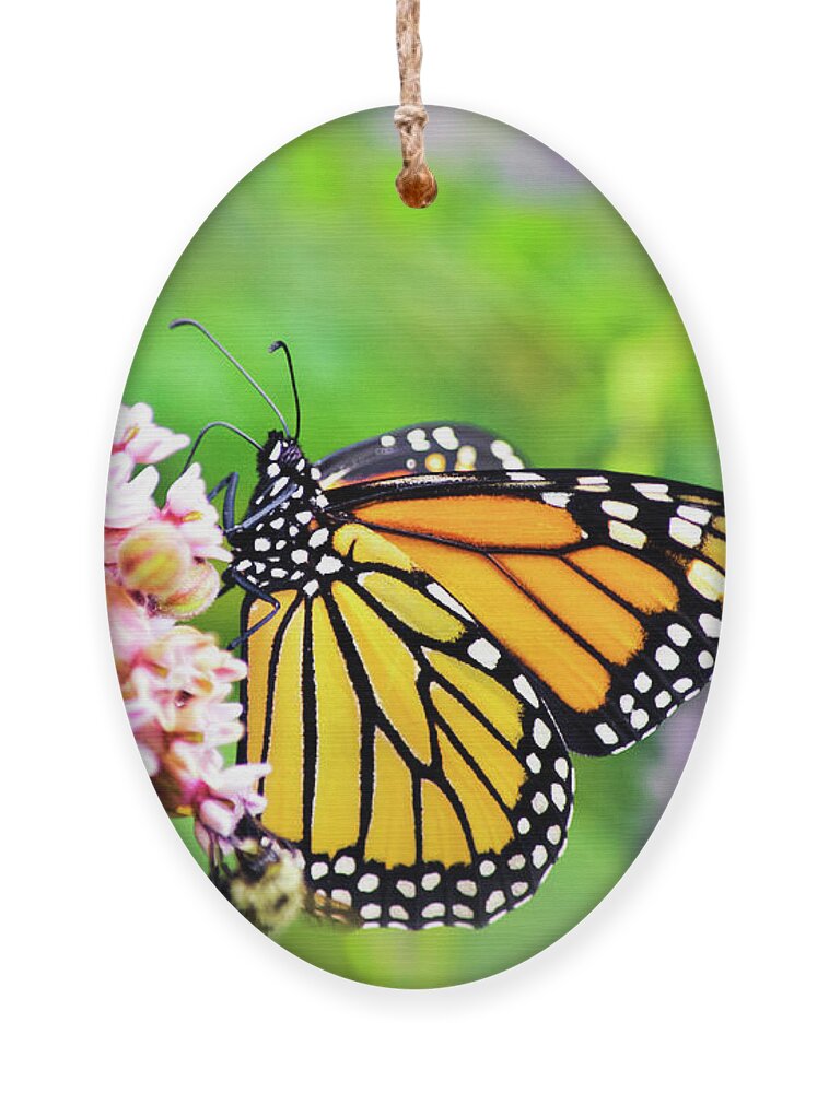 Butterflies Ornament featuring the photograph Colorful Monarch Butterfly by Christina Rollo