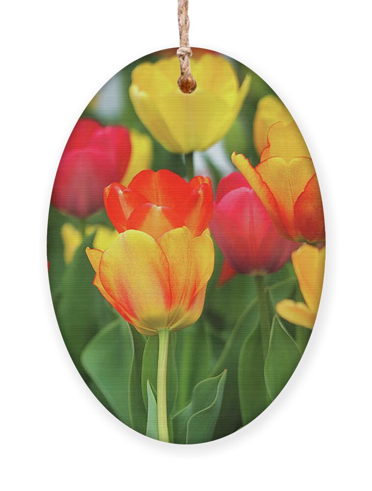 Tulips Ornament featuring the photograph Colorful Tulips by Scott Burd