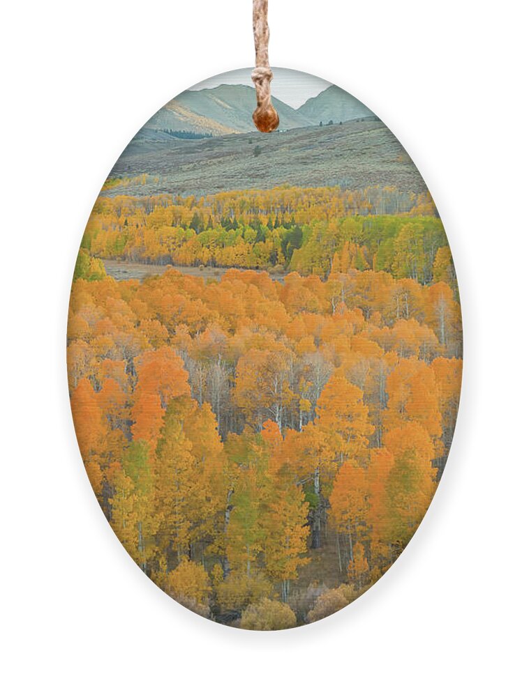 Trees Ornament featuring the photograph Colors of the Season by Jonathan Nguyen