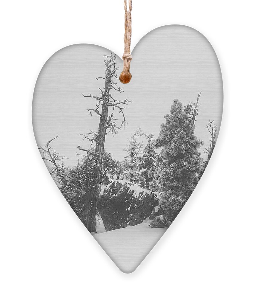 Snow Ornament featuring the photograph Comfort by Mark Ross