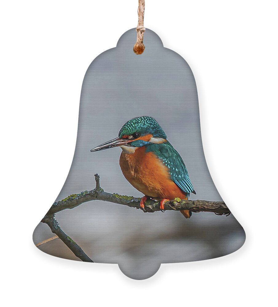 Kingfisher Ornament featuring the photograph Common Kingfisher, Acedo Atthis, Sits On Tree Branch Watching For Fish by Andreas Berthold
