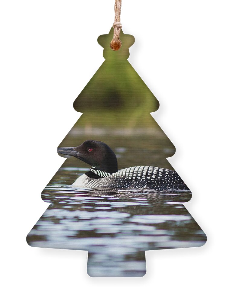 Lake Ornament featuring the photograph Common Loon by John Rowe