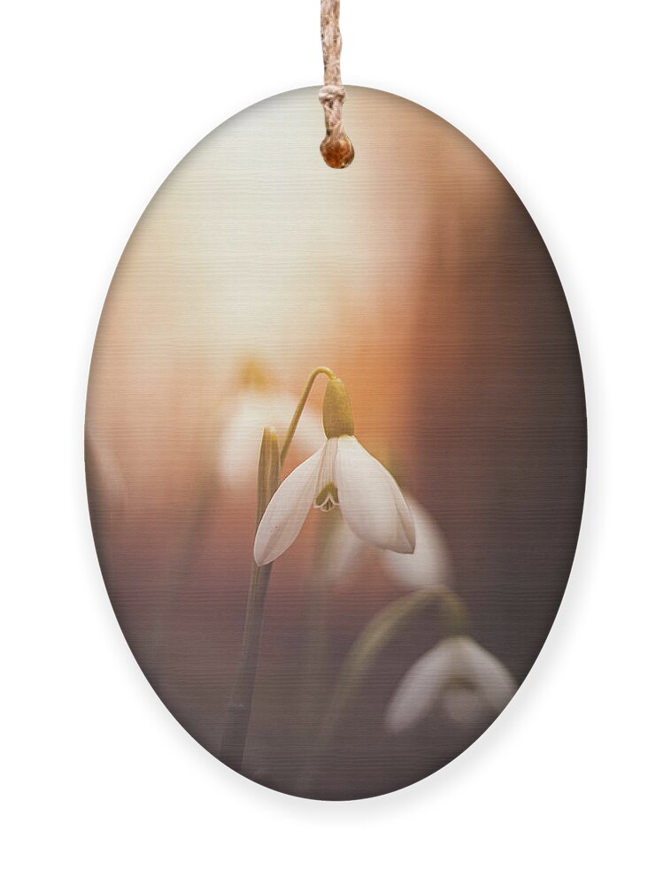 Europe Ornament featuring the photograph Common snowdrop at sunset. Magic flower sprouting from the soil by Vaclav Sonnek
