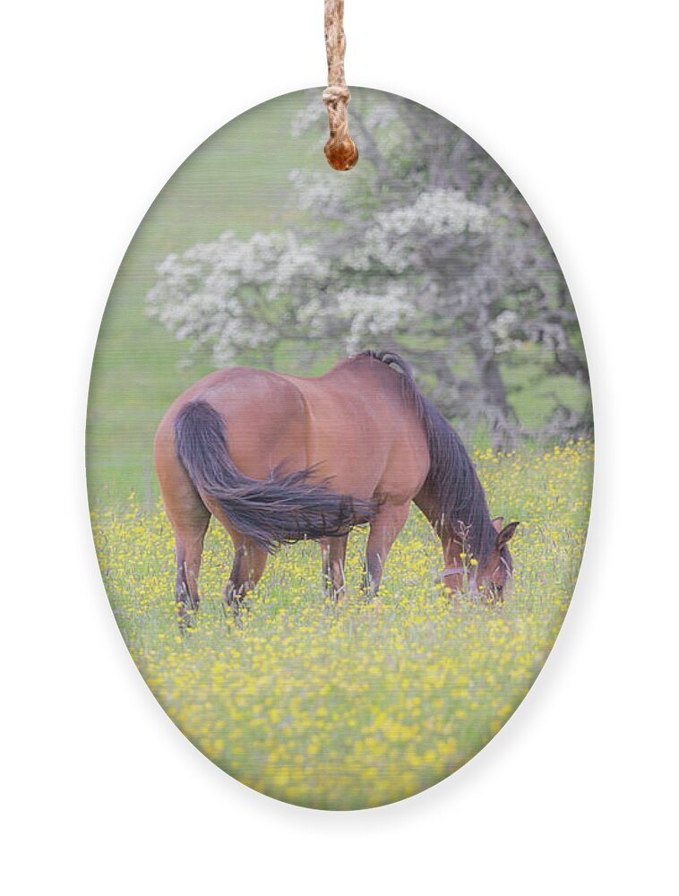 Horses Ornament featuring the photograph Contentment - Mare and Foal in a meadow by Anita Nicholson