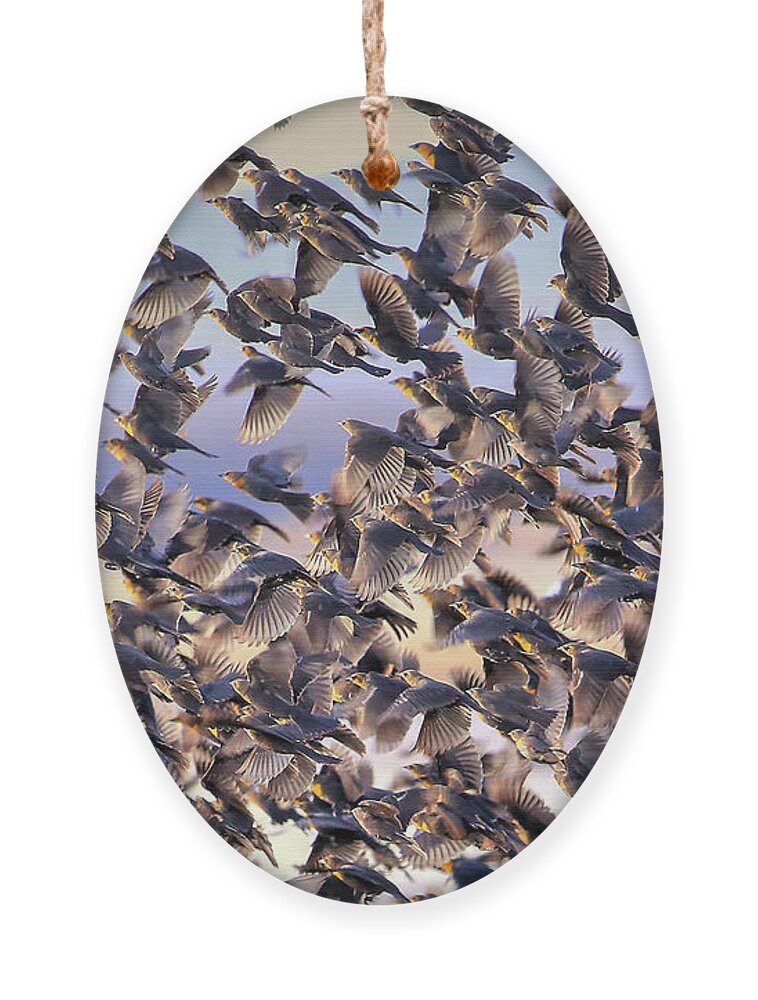 Birds Ornament featuring the photograph Controled Chaos by Robert Harris
