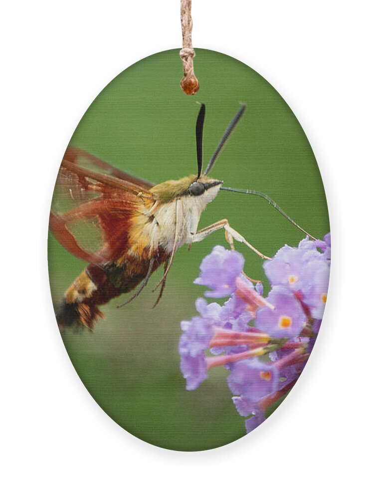 Hummingbird Moth Ornament featuring the photograph Cool Creature by Linda Bonaccorsi