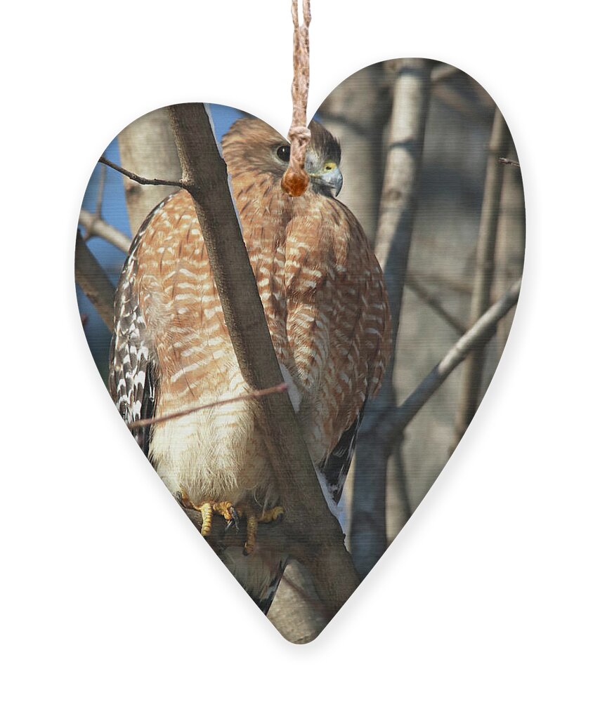 Hawks Ornament featuring the photograph Red-Shouldered Hawk on the Lookout by Trina Ansel