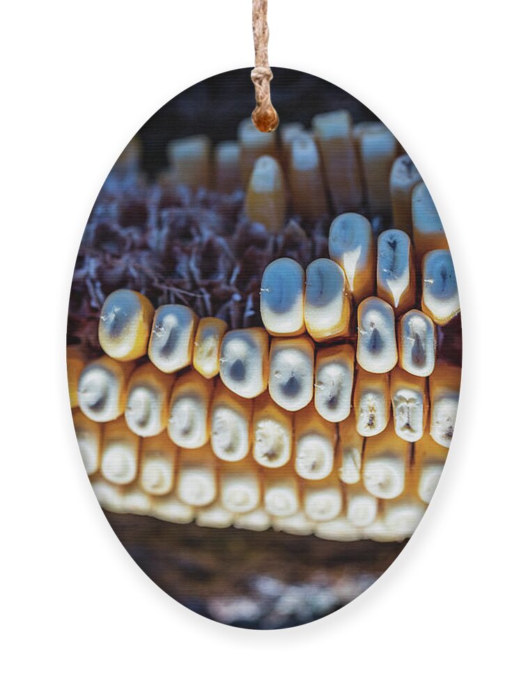 Corn Ornament featuring the photograph Corn Cob Close Up by Amelia Pearn