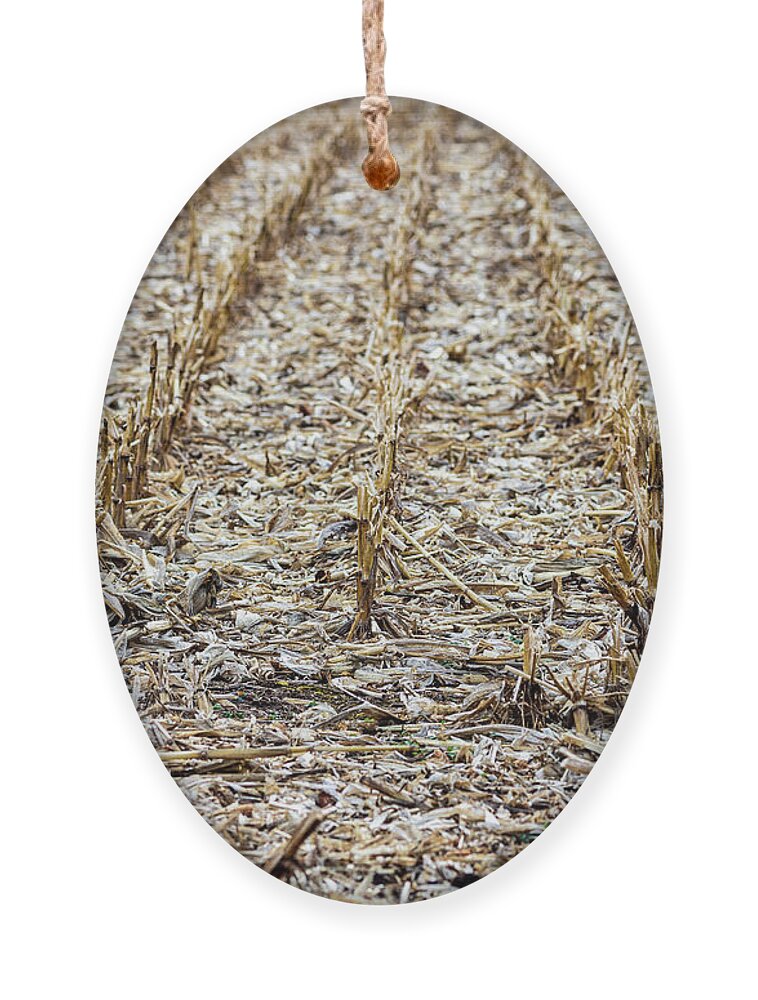Field Ornament featuring the photograph Corn Field by Amelia Pearn