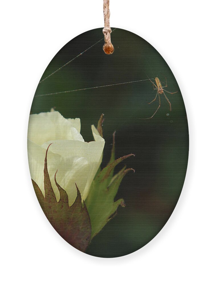 Richard E. Porter Ornament featuring the photograph Cotton Bloom and Spider by Richard Porter