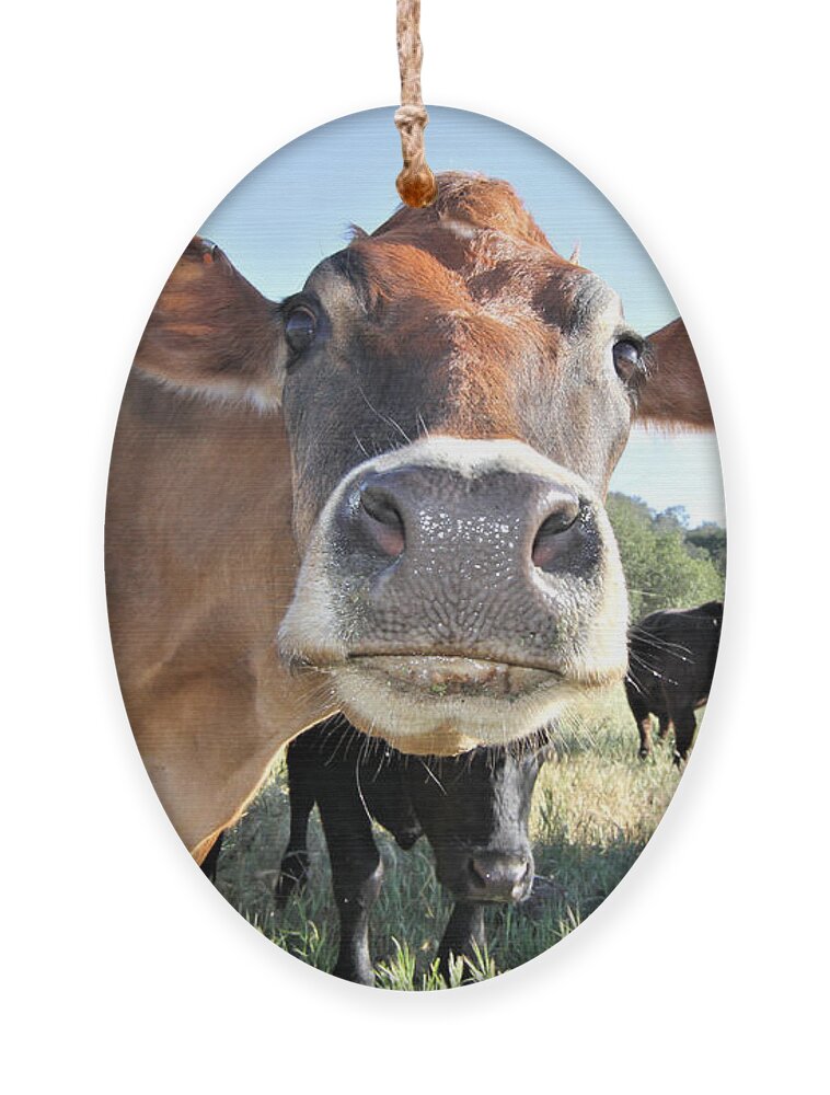 Cow Ornament featuring the photograph Cow by Vivian Krug Cotton