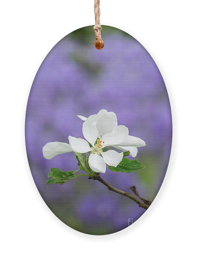 Crabapple Ornament featuring the photograph Crabapple Marshal Oyama Blossom by Tim Gainey