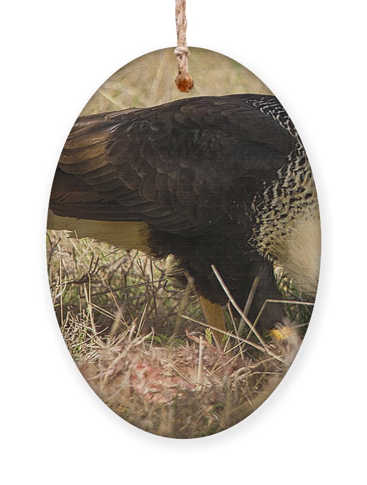 Hawk Ornament featuring the photograph Crested Caracara With Prey by Rene Vasquez