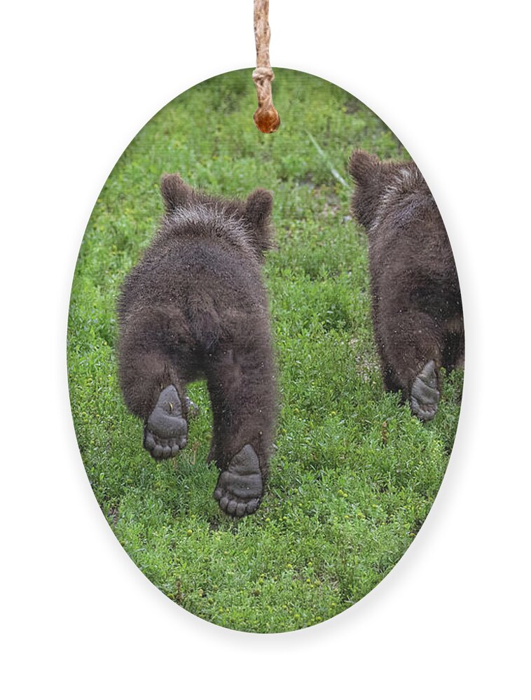 Bear Ornament featuring the photograph Cubs on the Run by Randy Robbins