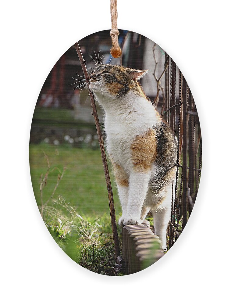 Cat Ornament featuring the photograph Cuddly cat scratches on a twig in the orchard. by Vaclav Sonnek