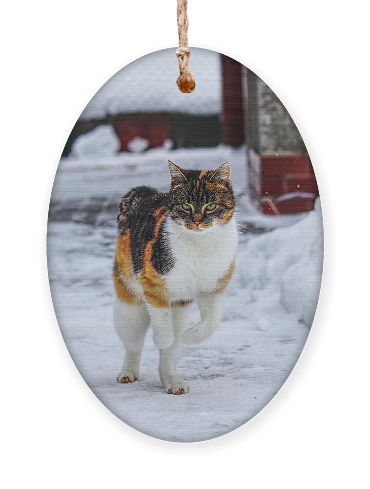 Liza Ornament featuring the photograph Cat's jump in winter by Vaclav Sonnek