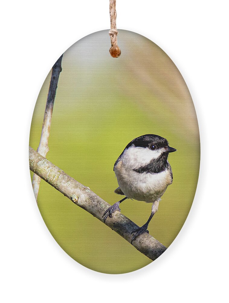 Chickadee Ornament featuring the photograph Cute Chickadee by Pam Rendall
