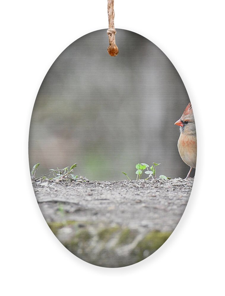Cardinal Ornament featuring the photograph Cute Female Cardinal by Michelle Wittensoldner