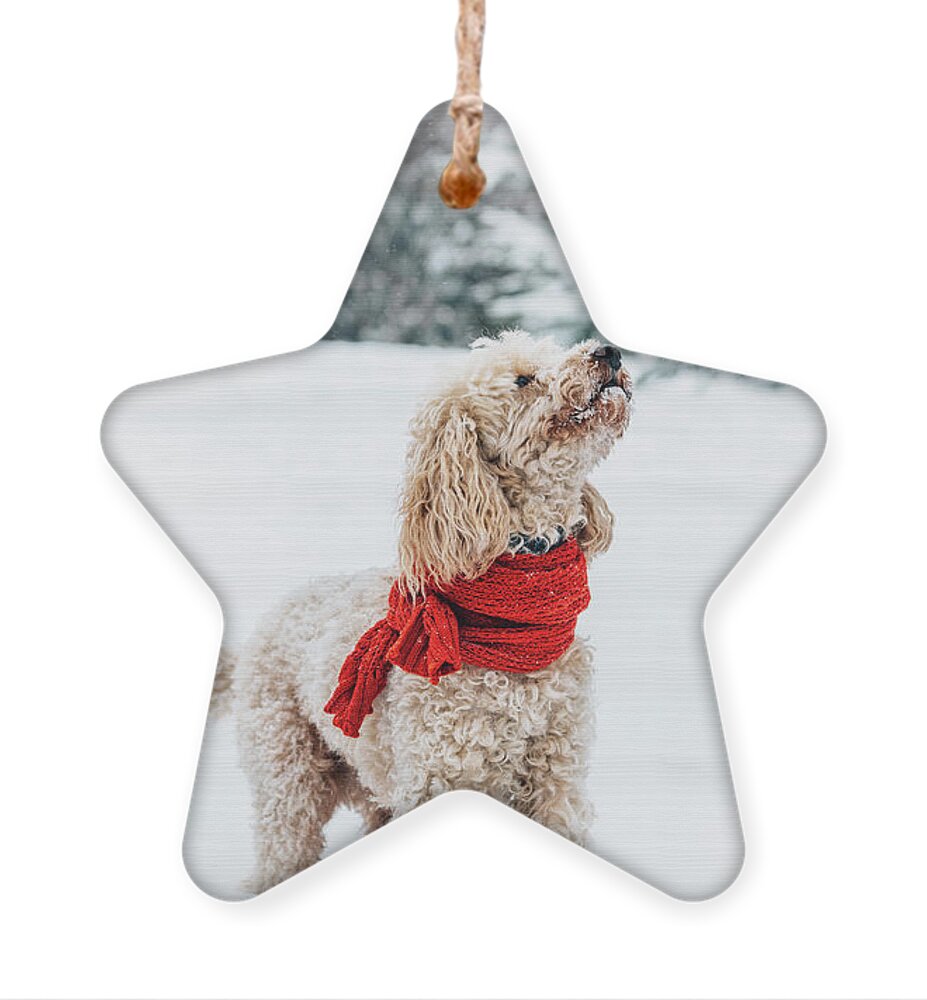 Dog Ornament featuring the photograph Cute little dog with red scarf playing in snow. by Jelena Jovanovic