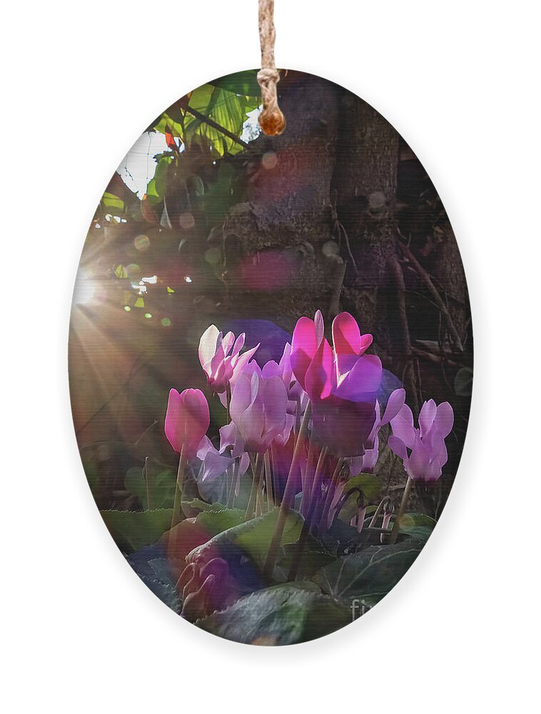 Cyclamen Ornament featuring the photograph Cyclamen in the light . by Arik Baltinester