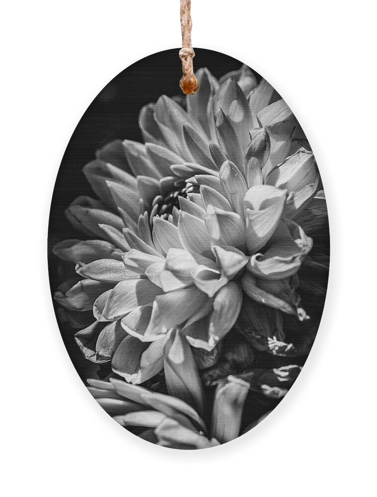 Best Ornament featuring the photograph Dahlia, Dramatic Monochrome by W Craig Photography