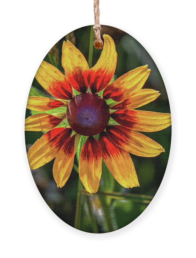 Colors Ornament featuring the photograph Daisy in sunlight by Brian Shoemaker