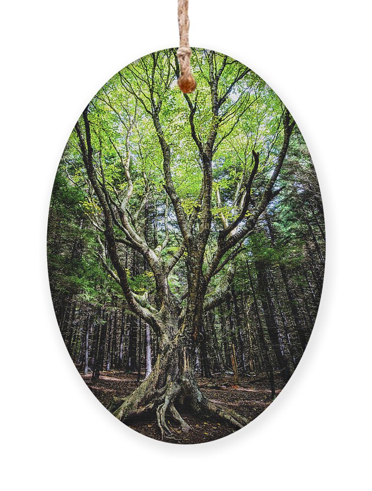 Magic Ornament featuring the photograph Dancing with Nature by C Renee Martin