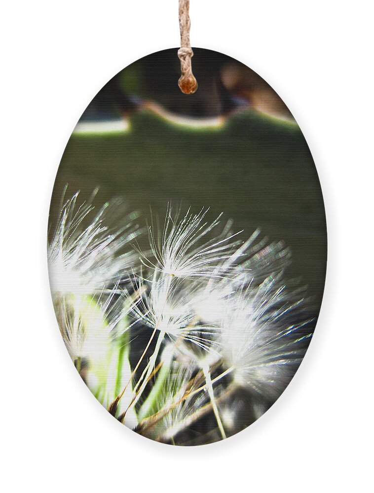 Dandelion Ornament featuring the photograph Dandelion and Agave by W Craig Photography
