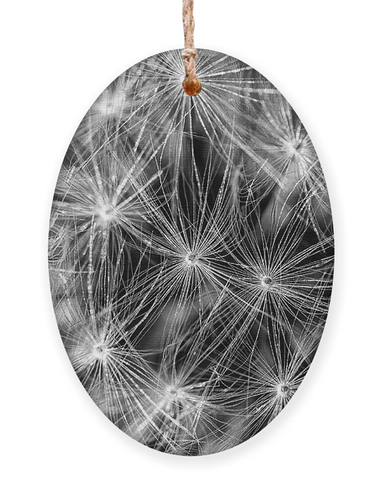 Dandelion Ornament featuring the photograph Dandelion Seed Pod by Bob Decker