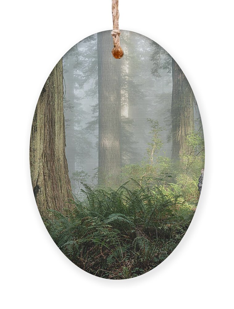 California Ornament featuring the photograph Dawn in the Redwoods by Rudy Wilms