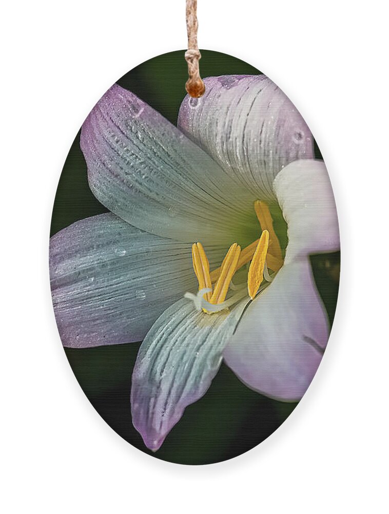  Ornament featuring the photograph Day Lilly by Lou Novick
