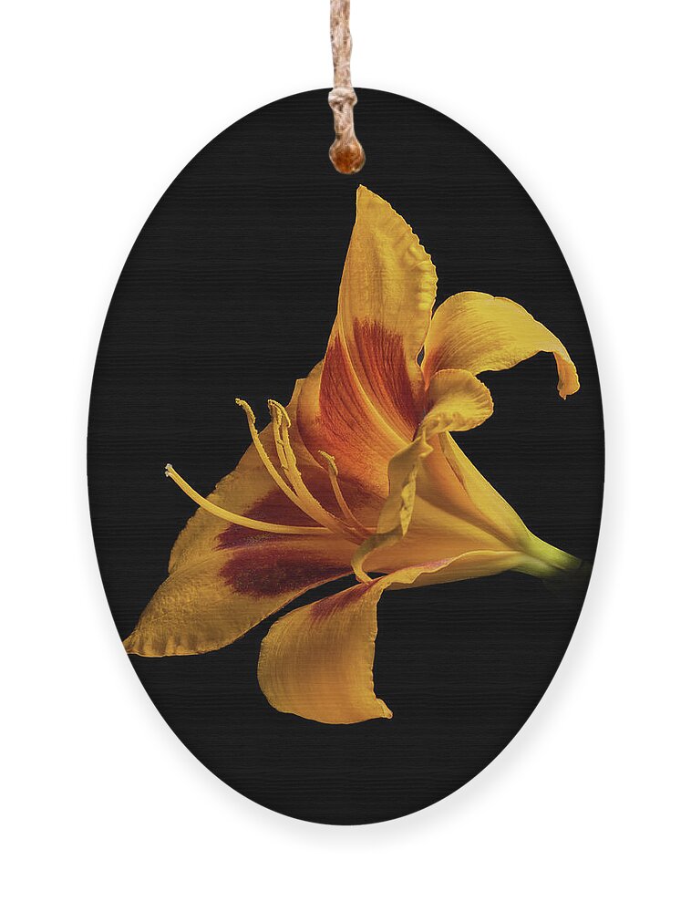 Hemerocallis Fulva Ornament featuring the photograph Daylily at Night by Kevin Suttlehan
