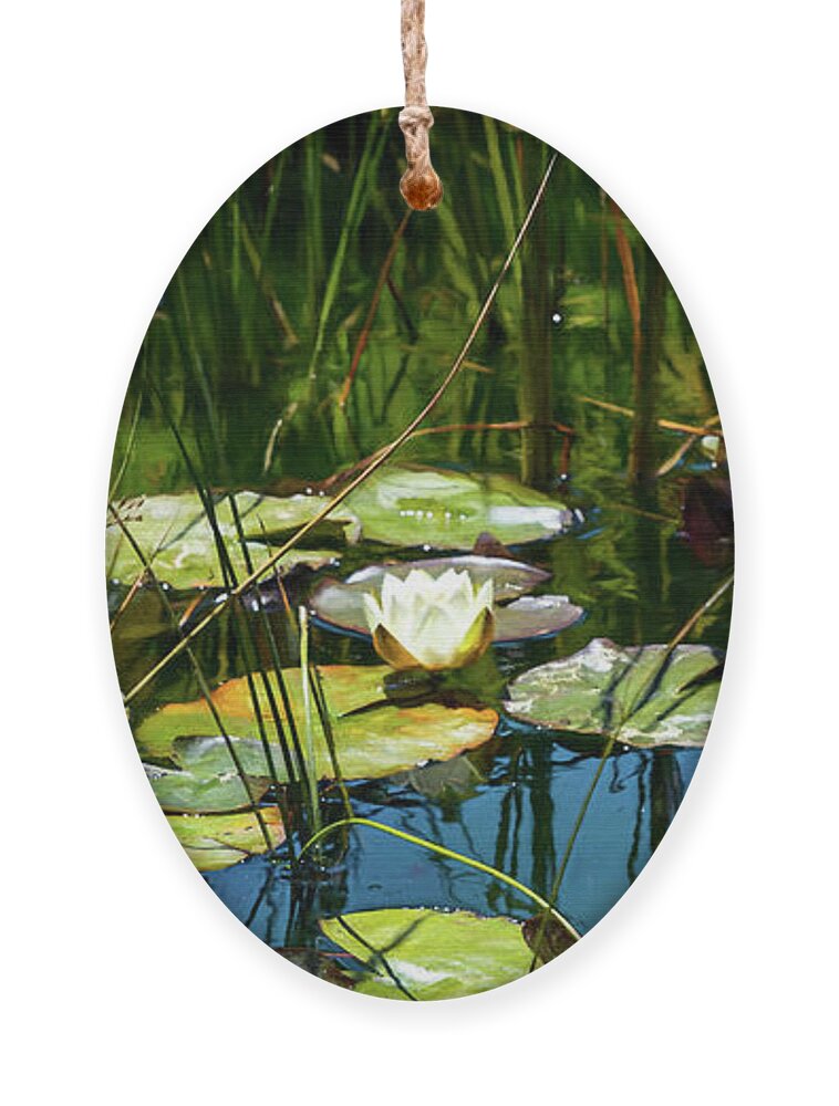 Water Lily Ornament featuring the photograph Deep in the Lily Pond by Bonnie Follett