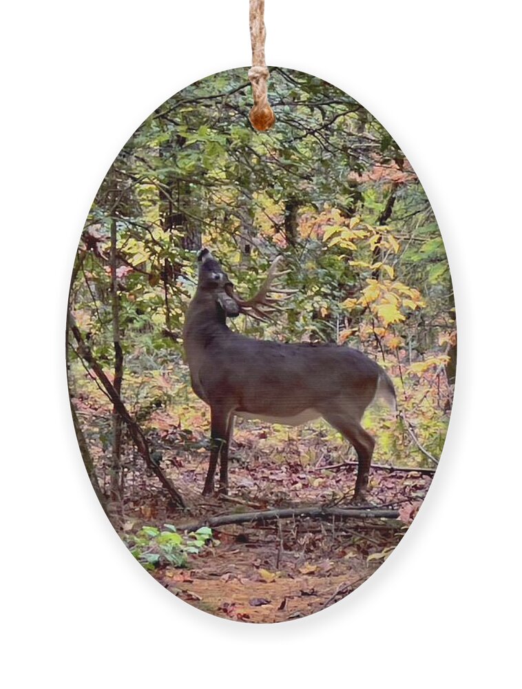  Ornament featuring the photograph Deer buck by Meta Gatschenberger