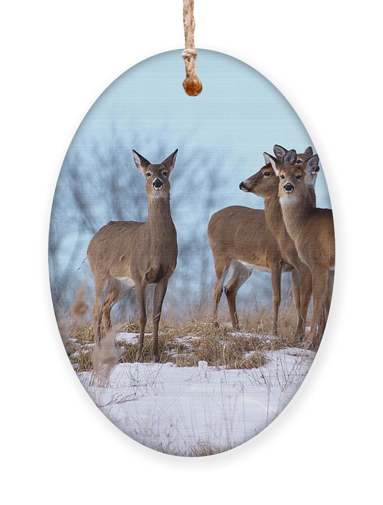 Deer Ornament featuring the photograph Deer Field by Flinn Hackett