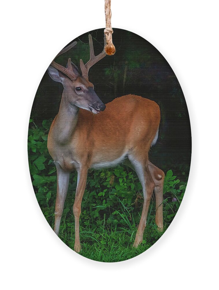 Deer Ornament featuring the photograph Deer Sighting by Shelia Hunt
