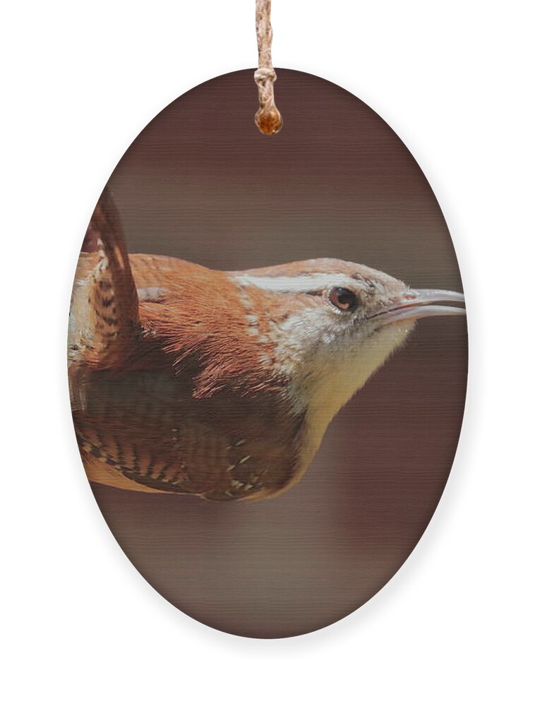 Defiant Ornament featuring the photograph Defiant Wren 2496 by John Moyer