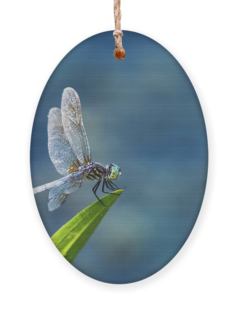 Dragonfly Ornament featuring the photograph Delicate Beauty by Rose Guinther