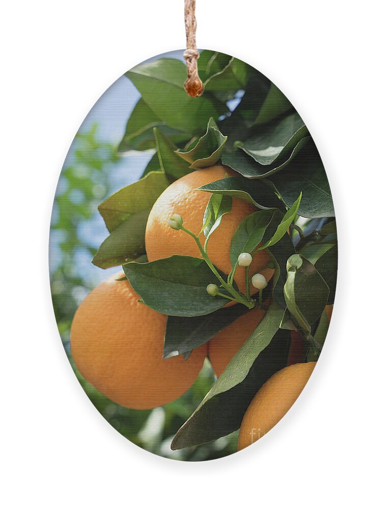 Orange Blossom Ornament featuring the photograph Delicious oranges and white buds, orange blossom in Spain by Adriana Mueller