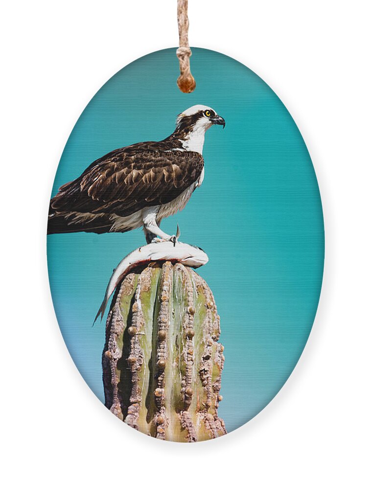 Desert Ornament featuring the photograph Desert Hunter - An Osprey with its Prey by Bonny Puckett