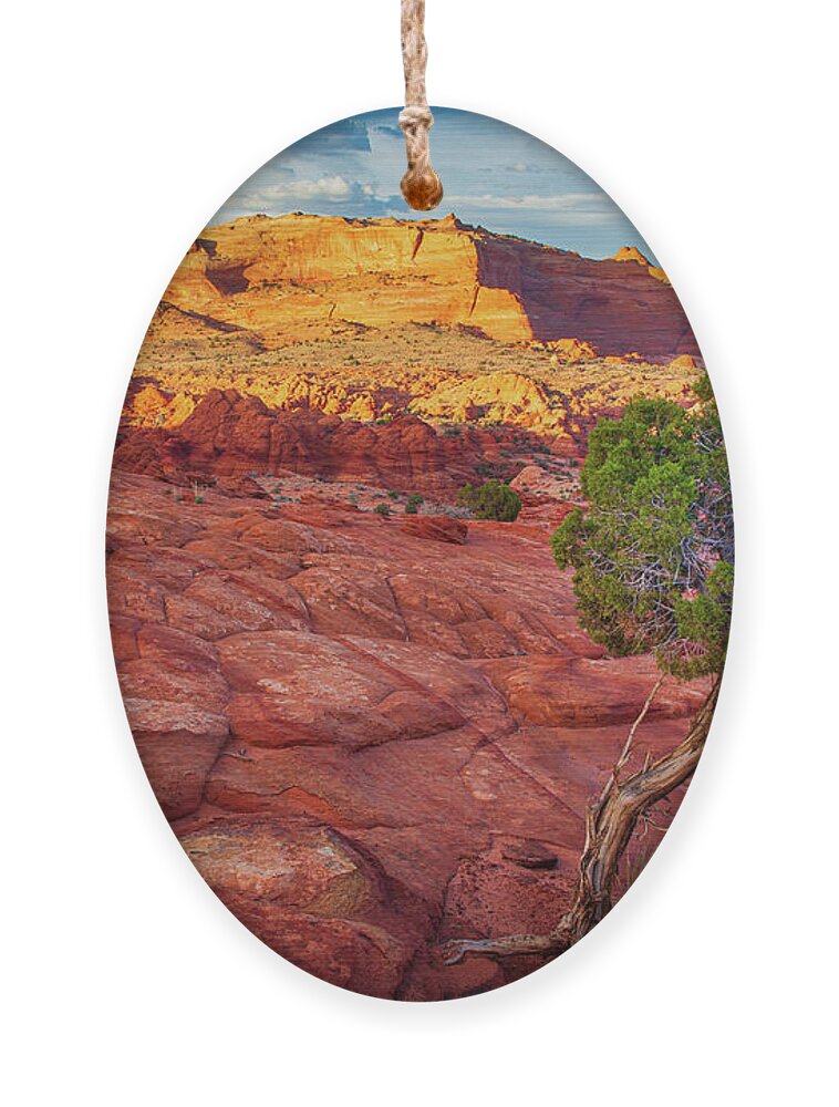 America Ornament featuring the photograph Desert Juniper by Inge Johnsson