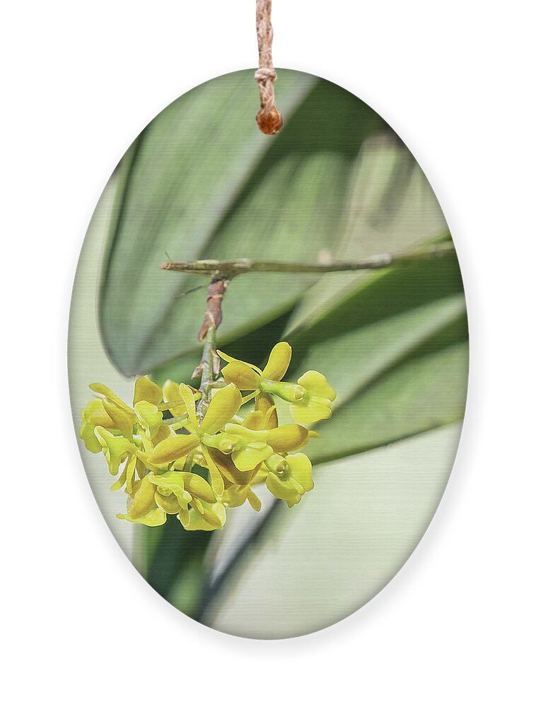 Dingy Flowered Star Orchid Ornament featuring the photograph Dingy Flowered Star Orchid 1 by Rudy Wilms