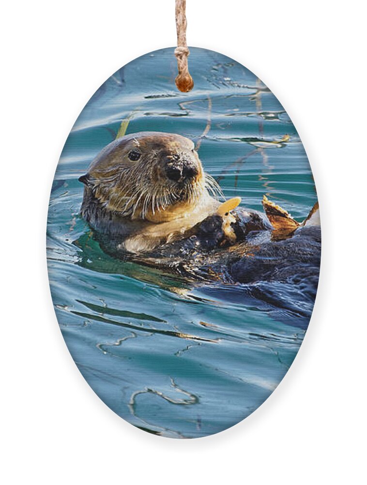 Kj Swan Aquatic Animals Ornament featuring the photograph Dining Al Fresco - Sea Otter by KJ Swan