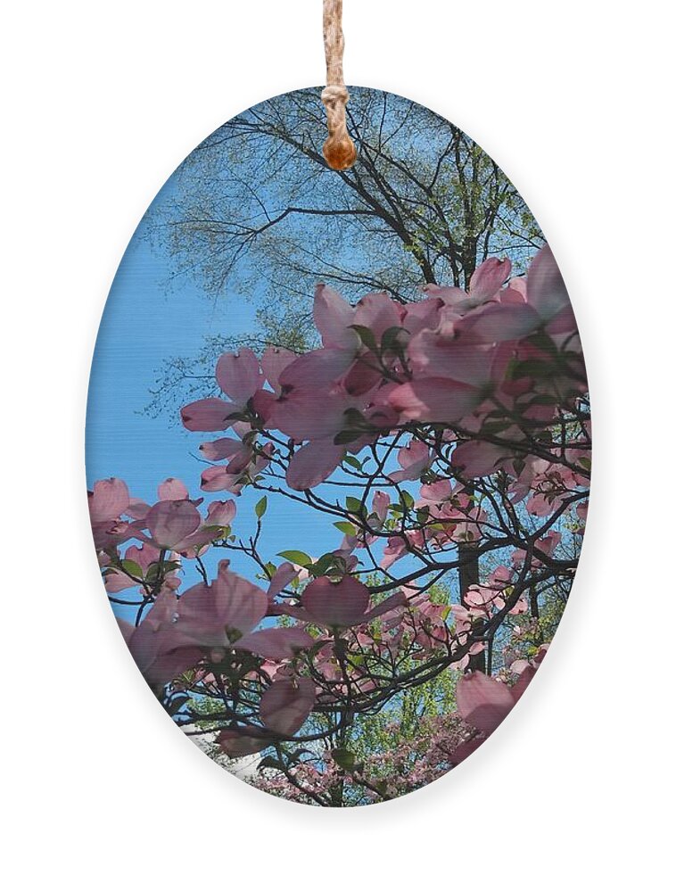 Sky Ornament featuring the photograph Dogwood Tree and Blue Skies by Christopher Lotito